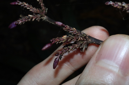 Image of Dianella Atraxis (Dianella atraxis) by (c) Thomas Mesaglio, some rights reserved (CC BY)