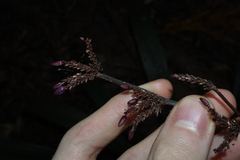 Dianella atraxis, photograph (c) Thomas Mesaglio, some rights reserved (CC BY)