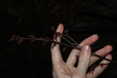 Dianella atraxis, photograph (c) Thomas Mesaglio, some rights reserved (CC BY)