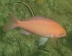 Pseudanthias rubrizonatus