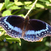 Blue-banded Eggfly - Photo (c) Malcolm Tattersall, some rights reserved (CC BY-NC-SA)