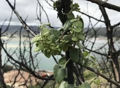 Cynanchum obtusifolium