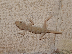 Ptyodactylus guttatus