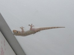 Hemidactylus frenatus