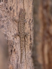 Hemidactylus frenatus