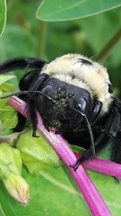 Xylocopa grisescens