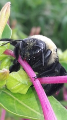 Xylocopa grisescens