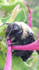 Xylocopa grisescens