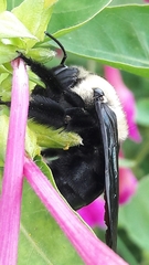 Xylocopa grisescens