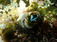 Austromegabalanus nigrescens