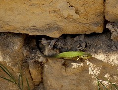 Podarcis filfolensis maltensis