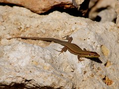 Podarcis filfolensis maltensis