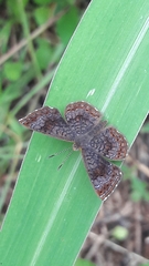 Calephelis aymaran