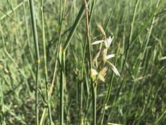Ehrharta villosa