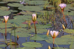 Nymphaea nouchali var. caerulea image