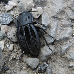 Alphasida holosericea