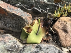 Holothrix schlechteriana