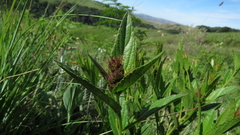 Acalypha depressinerva