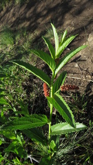 Acalypha depressinerva