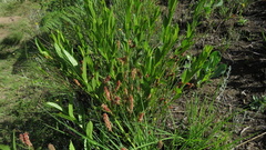 Acalypha depressinerva