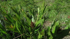 Acalypha depressinerva