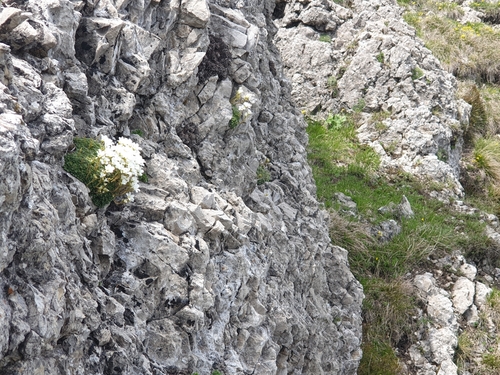 Image of Saxifraga tombeanensis by no rights reserved