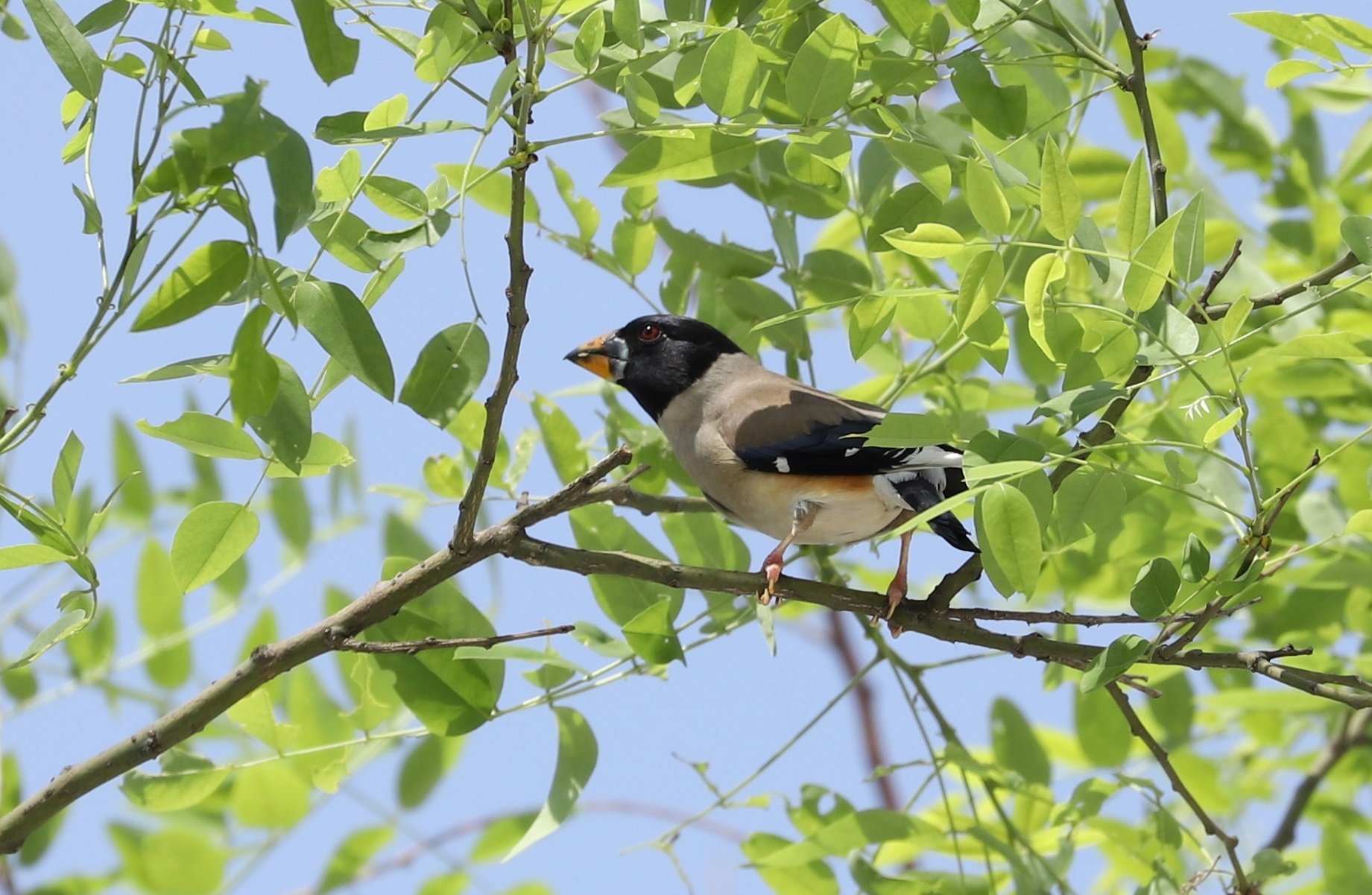 Yellow-billed Grosbeak (Eophona migratoria)