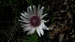 Berkheya draco