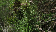 Berkheya draco
