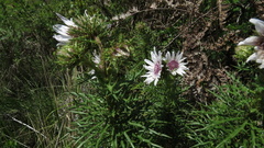 Berkheya draco
