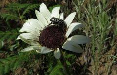 Callilepis laureola