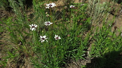 Callilepis laureola