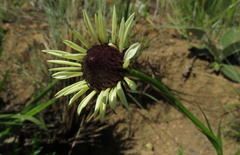 Callilepis laureola