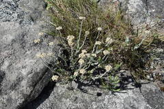 Helichrysum diffusum