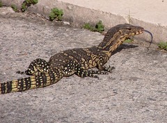 Varanus salvator macromaculatus