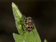 Attulus monstrabilis