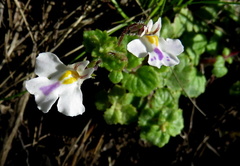 Diclis rotundifolia