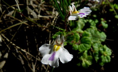 Diclis rotundifolia