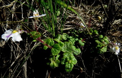 Diclis rotundifolia