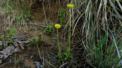 Helichrysum aureum
