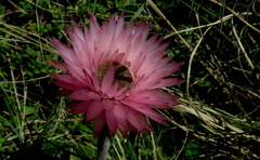 Helichrysum ecklonis