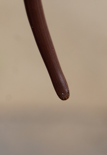 Syrian Blind Snake