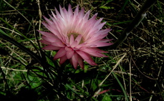Helichrysum ecklonis