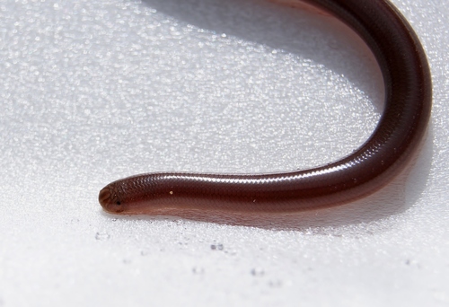 Syrian Blind Snake