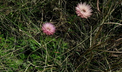 Helichrysum ecklonis