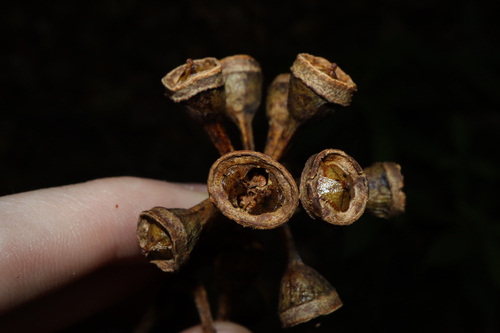 Image of Eucalyptus pellita by (c) Thomas Mesaglio, some rights reserved (CC BY)