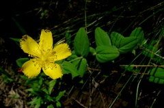 Hypericum aethiopicum