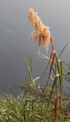 Phragmites australis image