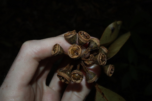 Eucalyptus pellita, photograph 1