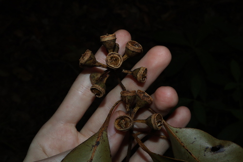 Eucalyptus pellita, photograph 2